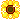 sunflower sunflower